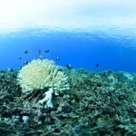 Bleached coral often looks stark white against the darker colors of living coral. Coral bleaching