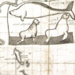 A 1744 illustration of the Steller's sea cow, with a fur seal and sea lion. The sea cow was three times longer than its cousin the manatee Stellar's Sea Cow