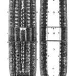 A diagram of the interior of a slave ship on the Middle Passage, made in 1790. Slave ship