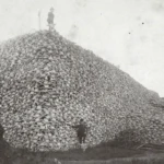 Enormous piles of buffalo bones littered the West, with many stretching several stories high.
